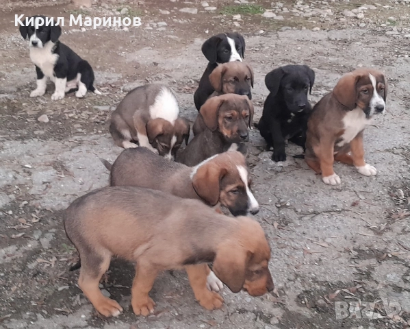 Подаряват се 10 броя кучета, снимка 3 - Други - 52815716