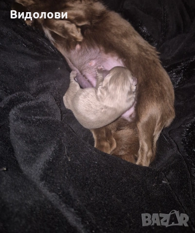 Дългокосместо мини чихуа мъжко , снимка 11 - Чихуахуа - 54295668