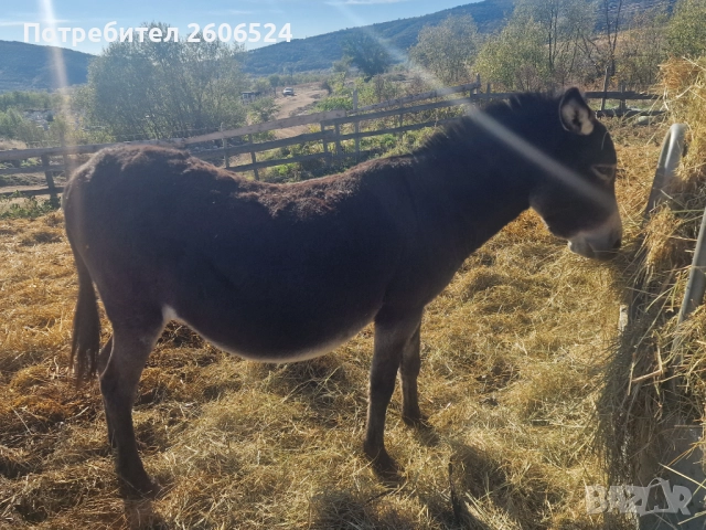 Продавам женско магаре , снимка 3 - Коне - 52154680