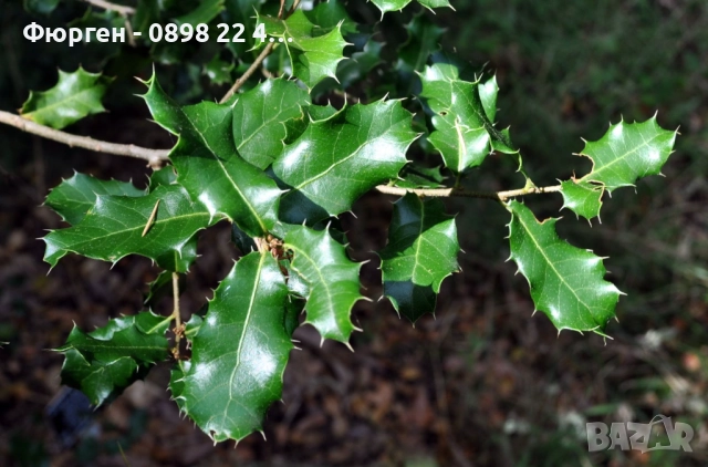 Дъб Пърнар – Вечнозелен СЕМЕНА (жълъди) Цена за 1 семе 40ст (0.20 €), снимка 7 - Разсади - 52897639