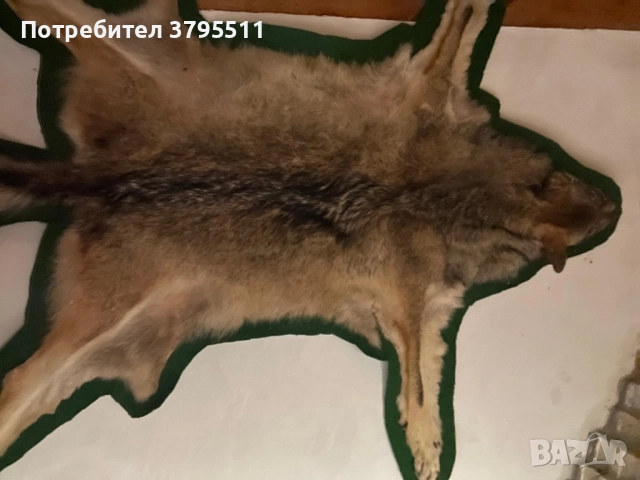 Кожа   от вълк и препариран фазан 