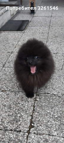 Продавам мъжки померан , снимка 3 - Померан - 53936076