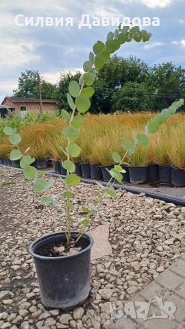 Евкалипт , снимка 5 - Други стоки за дома - 52773885