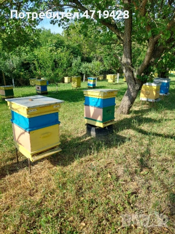 Натурален пчелен мед 2025г, снимка 2 - Пчелни продукти - 53226236