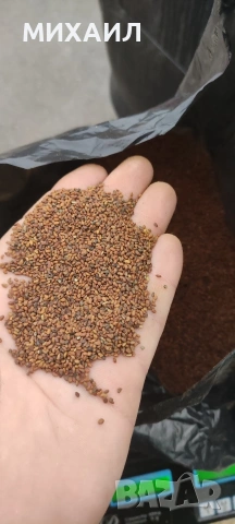 Семе, люцерново семе , снимка 4 - Сортови семена и луковици - 53023040