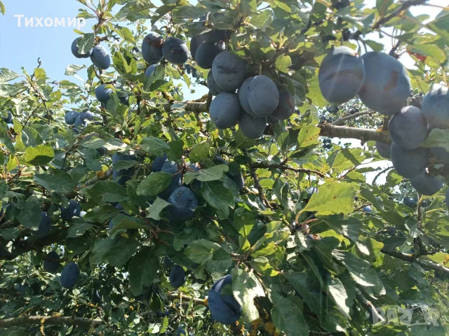 Сини сливи Стенлей , снимка 5 - Домашни продукти - 55930738