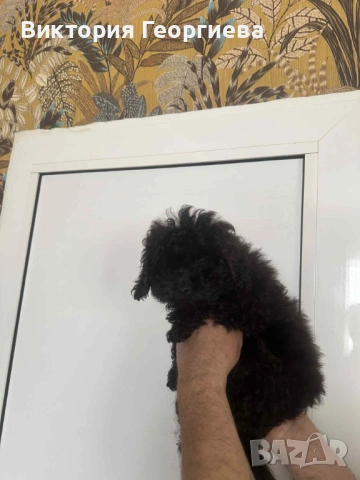 Мини Пудел , снимка 5 - Пудели - 53316077