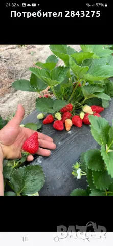 Продавам разсад ягоди , снимка 5 - Сортови семена и луковици - 47376632