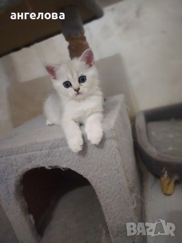 Британски котенца, снимка 1