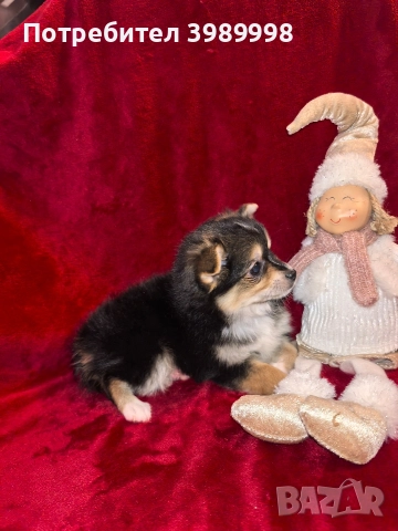 Мини шпиц-момиче, снимка 2 - Шпиц - 52790590