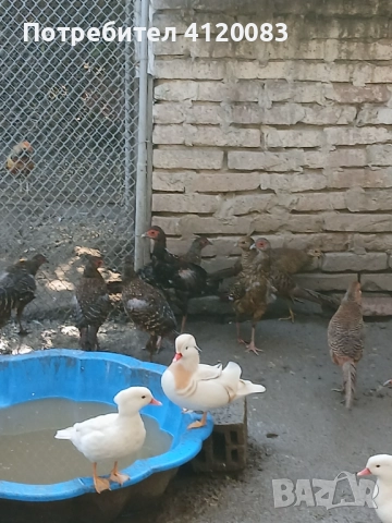 Бели мандаринки. Седлати фазани 