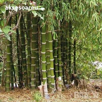 100 броя семена от декоративен бамбук Moso Bamboo зелен МОСО БАМБО за декорация и дървесина, снимка 17 - Сортови семена и луковици - 37711749