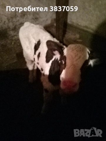 Продавам малко теле