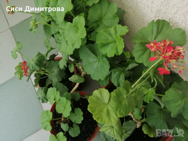 Мушкато, снимка 4 - Стайни растения - 51963994