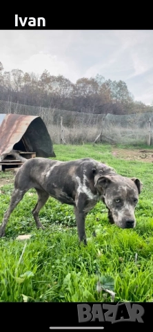 Женски питбул