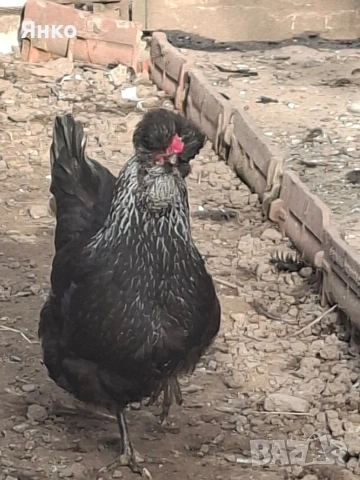 Разплодни яйца, снимка 5 - Кокошки и пуйки - 54241961