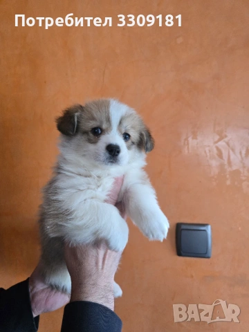 Уелско Корги , снимка 2 - Други - 54006724