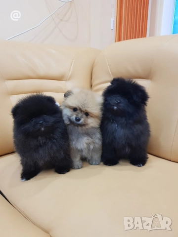 Померани померанчета свободни!