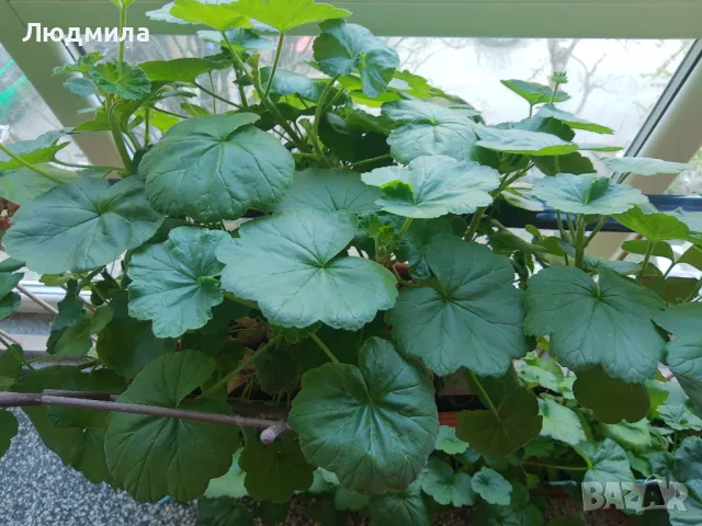 Мушкато,дърво на живота,Шефлера  и др.растения готови за декорация и подарък, снимка 6 - Декорация за дома - 48567968