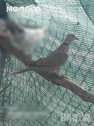 Сенегалска и Гугутка 