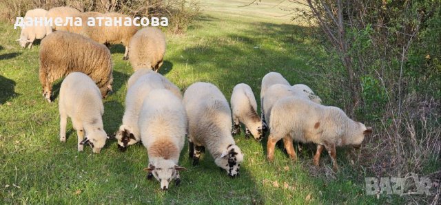 Агнета  целогодишно 