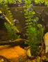 рибки син папагал  (Polar Blue Parrot Cichlid), снимка 10