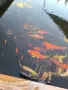Японски шарани Кои, снимка 1