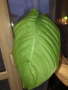 Philodendron Tenue , снимка 2