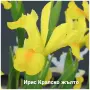 Луковици на 5 сорта високи ириси, снимка 5