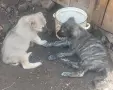 Последни бройки женски , снимка 1