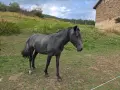 Жребец,кон, 2годишен, снимка 2