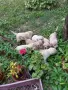 Продавам малки пухкави пясъчни лабрадорчета, снимка 3
