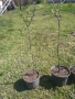 Дръвчета мушмула, снимка 3