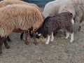 овце, кочове, кози , снимка 4