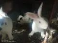 Зайци домашни различни видове, снимка 8