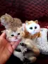 УНИКАЛНИ БРИТАНСКИ ЗЛАТНИ ЧИНЧИЛИ, снимка 5