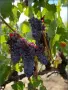 Продавам грозде🍇 Памид, снимка 1