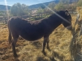 Продавам женско магаре , снимка 3