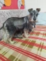 Мини шнауцер , снимка 2