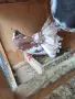Женска фенерлийка, снимка 1
