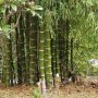 100 броя семена от декоративен бамбук Moso Bamboo зелен МОСО БАМБО за декорация и дървесина, снимка 17