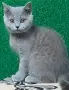 Британска късокосместа , снимка 4