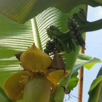  Банови палми Муса- НАМАЛЕНИ, снимка 2 - Градински цветя и растения - 29777257