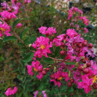  Индийски Люляк, Lagerstroemia indica  Magnifica Rosea, снимка 3 - Градински цветя и растения - 44694455