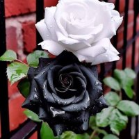 Корени готови за засаждане ” Черна Роза ”, " Нефрит ", " Дъгова " внос Холандия, сертифицирани, снимка 4 - Градински цветя и растения - 42235626