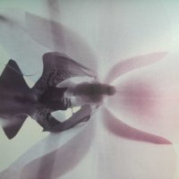 пано Орхидеи - ново! , снимка 1 - Пана - 29988260