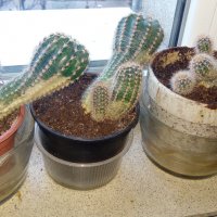 Кактуси Ехинопсис - Echinopsis oxygona , снимка 5 - Стайни растения - 28757975