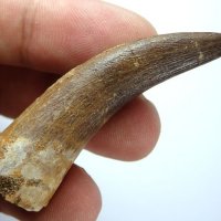 Фосилен зъб на Плезиозавър Zafarasaura Oceanis - Късна Креда (66 - 105.5 Ма)