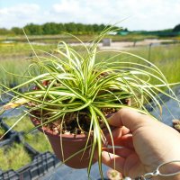 Карекс Евърголд, Carex oshimensis "Evergold", студоустойчива трева!!, снимка 4 - Градински цветя и растения - 42241429