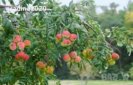 Скоруша - Sorbus domestica, снимка 1